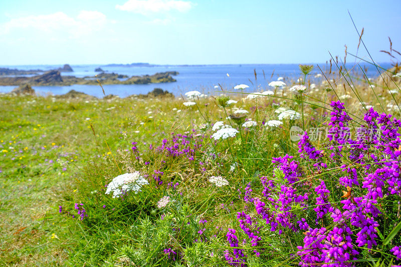 夏天，在法国布列塔尼Côtes d'Armor的Bréhat岛，盛开着紫色的石南花